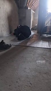 TLWW25166【芝芝女王】彻底犬化奴才场的封面