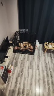 TLWW22203【暴力柚子】圈养光头狗的封面