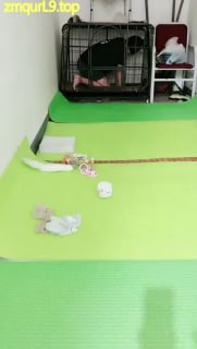 未央宫】囚禁狗笼骑马内裤套头（极少调教画面的封面